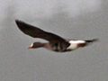 Greenland White-fronted Goose